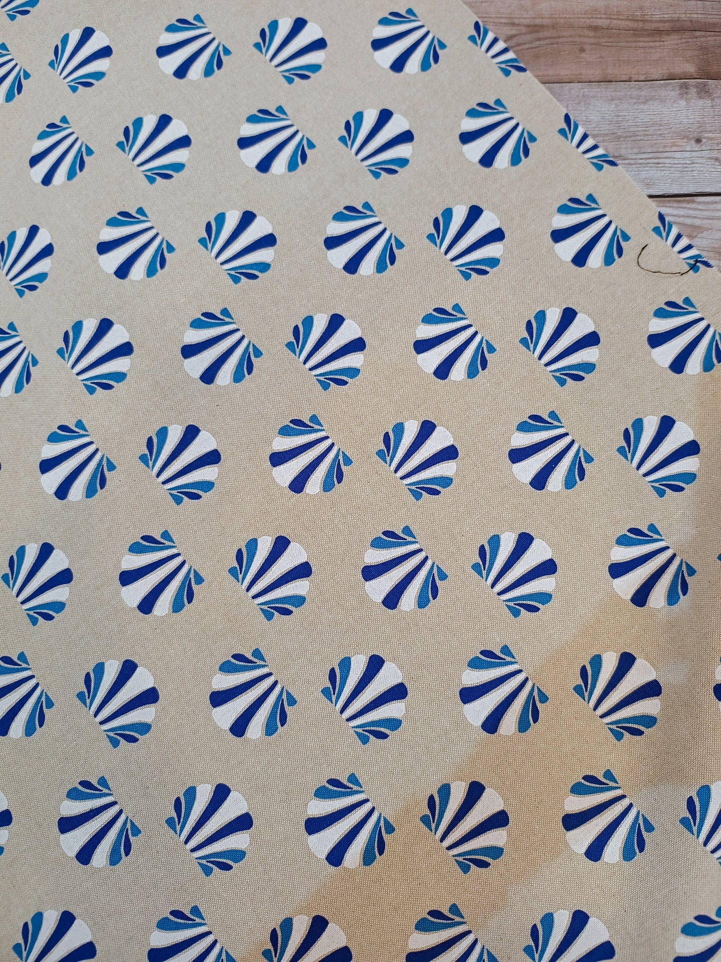 Seashells Canvas